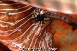 Firefish up close by Louwrens De Lange 